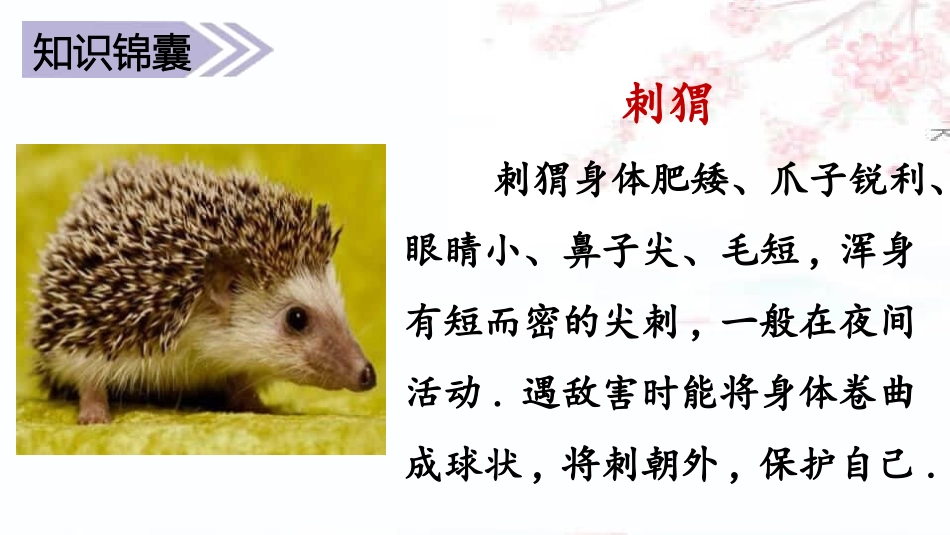 部编版三年级上册语文《带刺的朋友》课件4.pptx_第3页