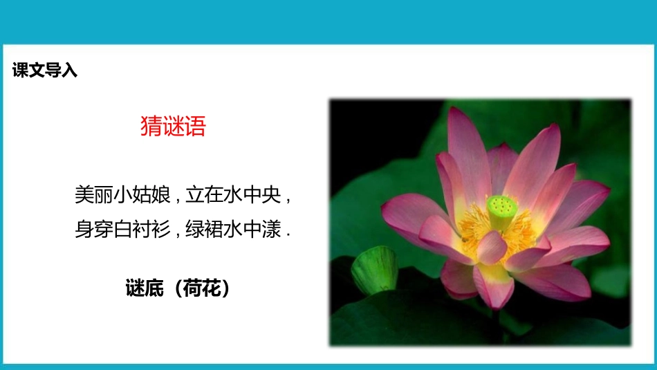 部编版三年级下册语文《荷花》课件1.pptx_第2页