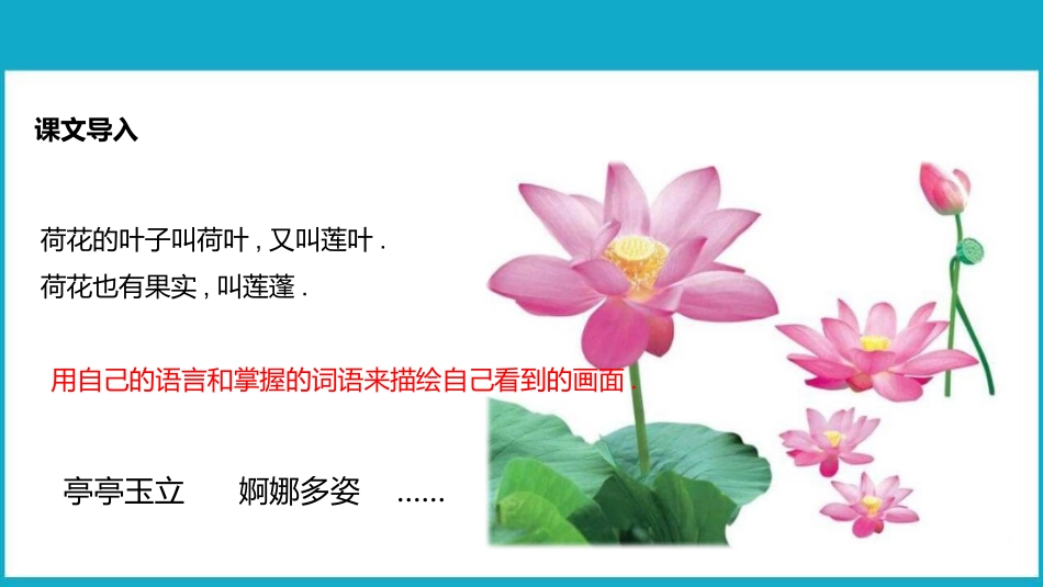 部编版三年级下册语文《荷花》课件1.pptx_第3页
