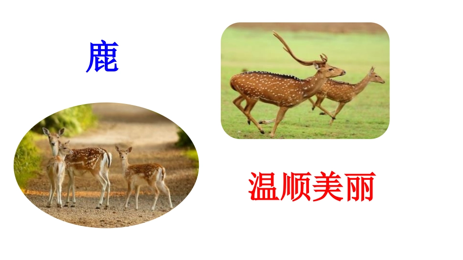 部编版三年级下册语文《美丽的鹿角》课件5.pptx_第3页