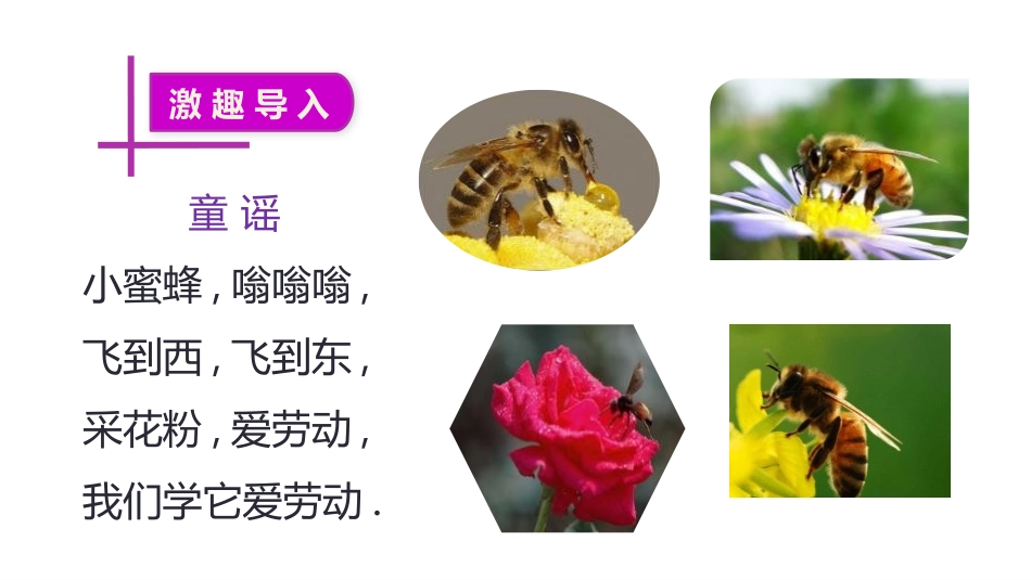 部编版三年级下册语文《蜜蜂》课件1.pptx_第2页
