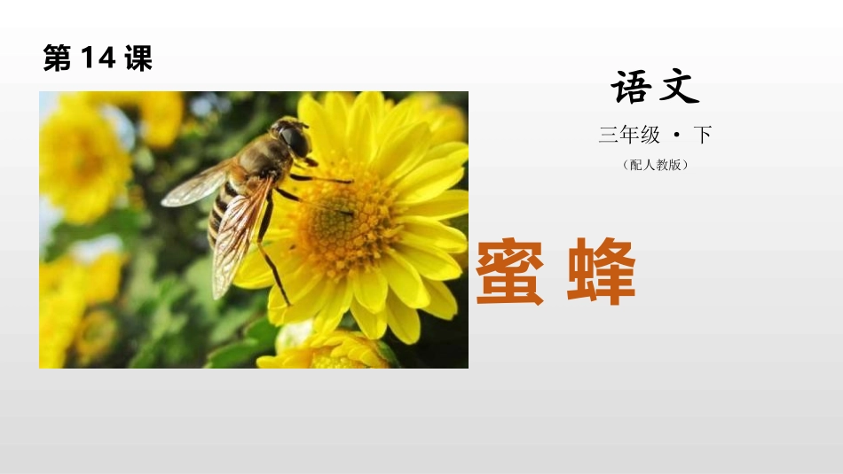 部编版三年级下册语文《蜜蜂》课件2.pptx_第1页