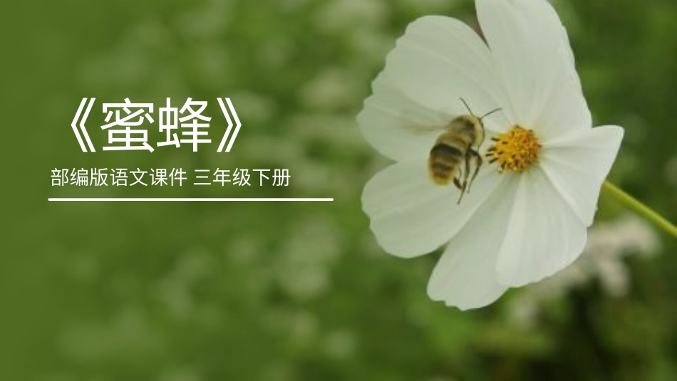 部编版三年级下册语文《蜜蜂》课件3.pptx_第1页