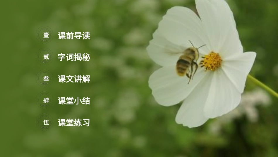 部编版三年级下册语文《蜜蜂》课件3.pptx_第2页