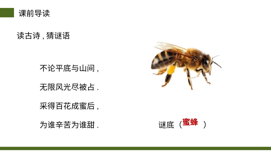 部编版三年级下册语文《蜜蜂》课件3.pptx_第3页