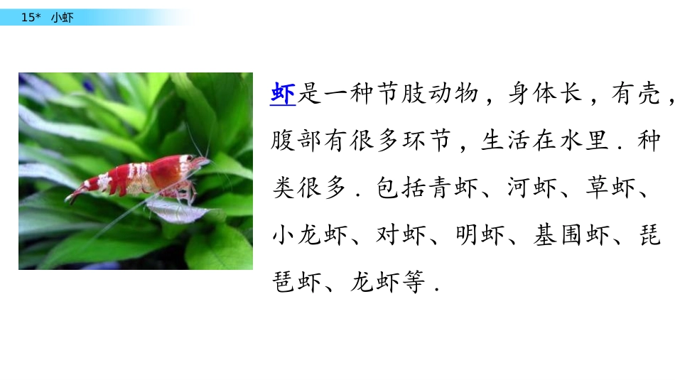 部编版三年级下册语文《小虾》课件6.pptx_第2页