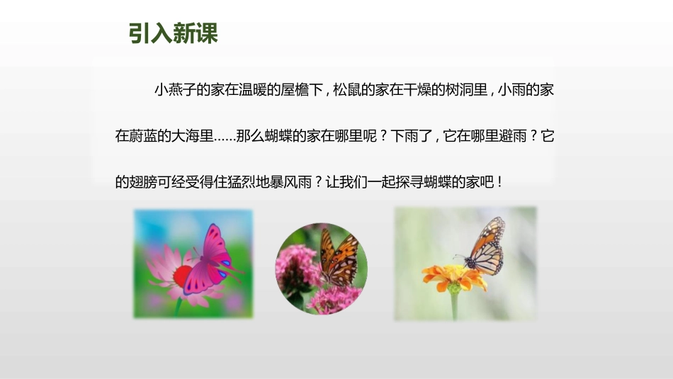 部编版四年级上册语文《蝴蝶的家》课件5.pptx_第2页
