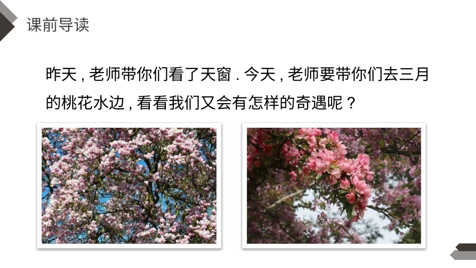 部编版四年级下册语文《三月桃花水》课件1.pptx_第3页