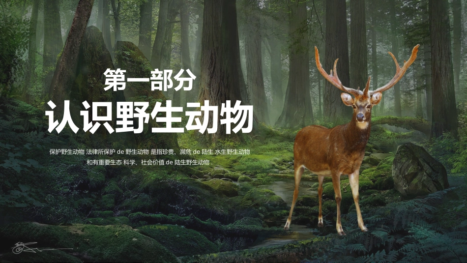 保护野生动物13.pptx_第3页