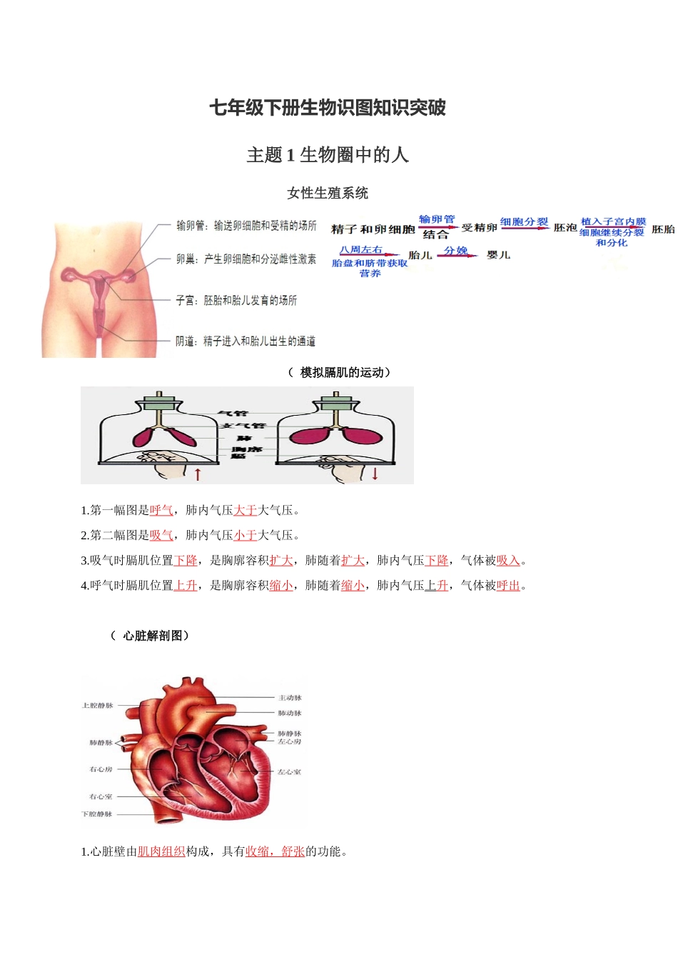 七年级下册识图知识突破-备战2024年中考生物复习重点难点易错点提分法宝.docx_第1页