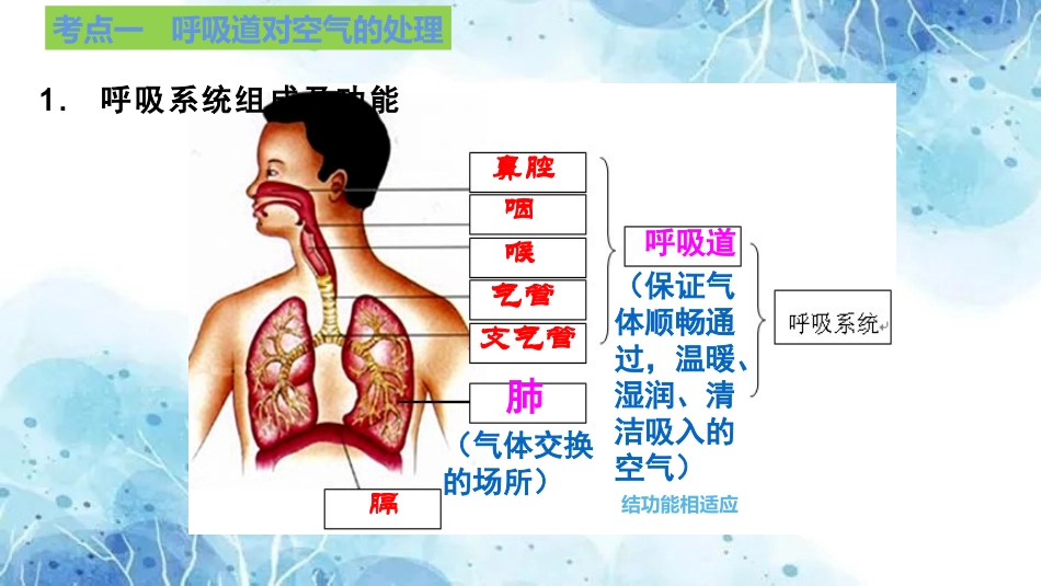 专题09 人体的呼吸（课件）-备战2023年中考生物一轮复习考点（全国通用）.pptx_第3页