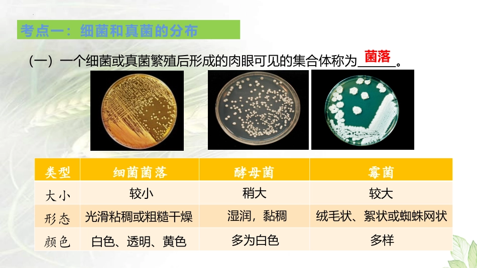 专题14 生物圈中的微生物（课件）-备战2023年中考生物一轮复习考点（全国通用）.pptx_第3页