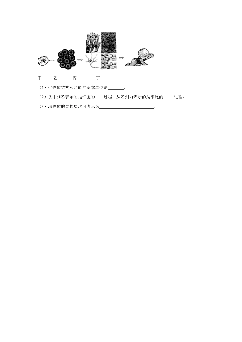 动物体的结构层次课时练试卷5含答案.pdf_第3页