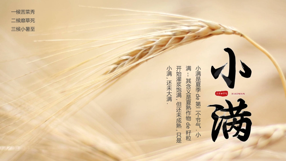 麦穗麦田小满节气模板2.pptx_第1页