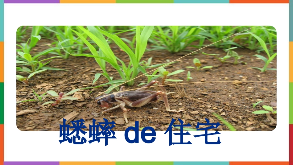 中小学人教版语文《蟋蟀的住宅》教学课件.pptx_第2页