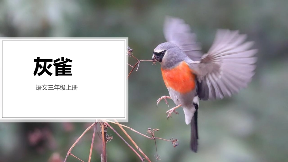 中小学人教版语文《灰雀》教学课件1.pptx_第1页