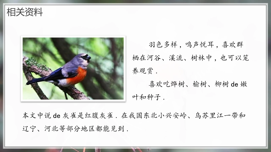 中小学人教版语文《灰雀》教学课件1.pptx_第3页