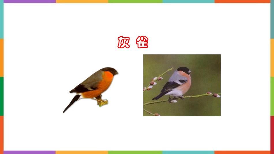 中小学人教版语文《灰雀》教学课件.pptx_第3页