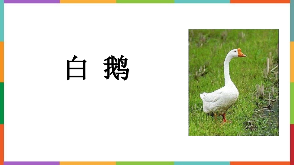 中小学人教版语文《白鹅》教学课件.pptx_第1页