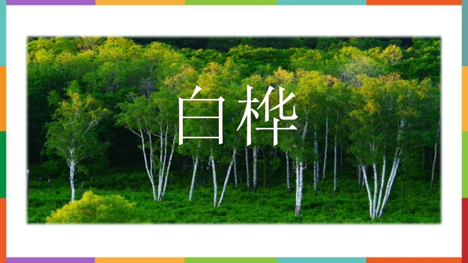 中小学人教版语文《白桦》教学课件.pptx_第1页