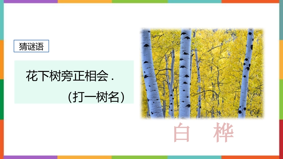 中小学人教版语文《白桦》教学课件.pptx_第2页