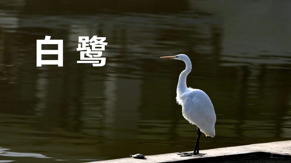 中小学人教版语文《白鹭》教学课件.pptx_第1页
