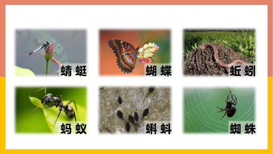 中小学人教版语文《动物儿歌》教学课件.pptx_第2页