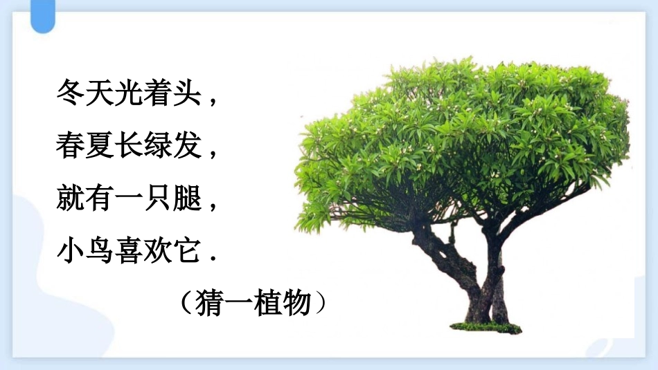 中小学人教版语文《树之歌》教学课件.pptx_第2页