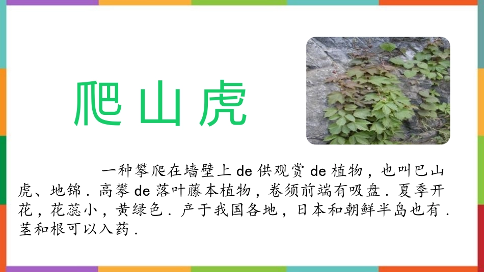 中小学人教版语文《爬山虎的脚》教学课件.pptx_第2页
