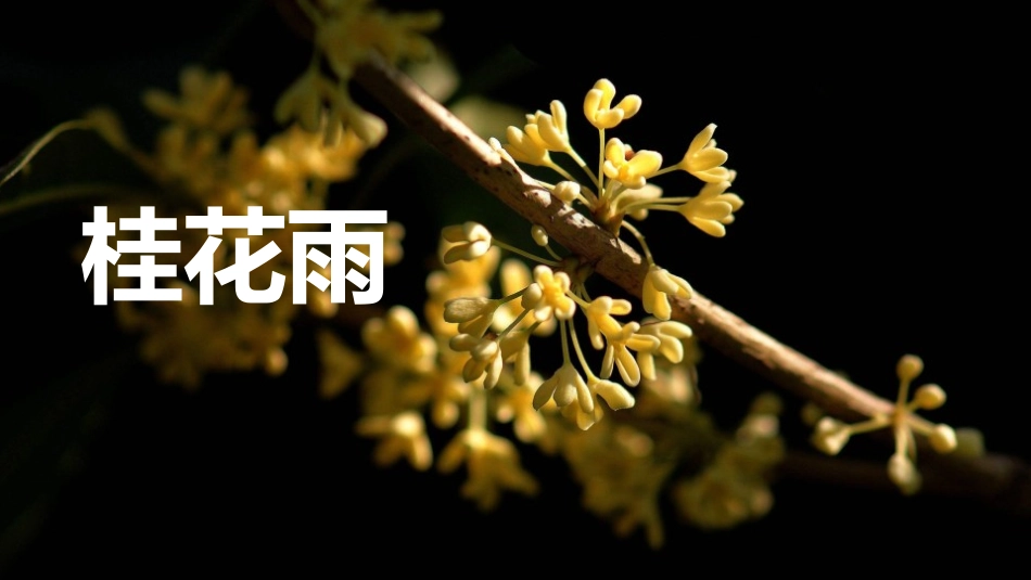 中小学人教版语文《桂花雨》教学课件1.pptx_第1页