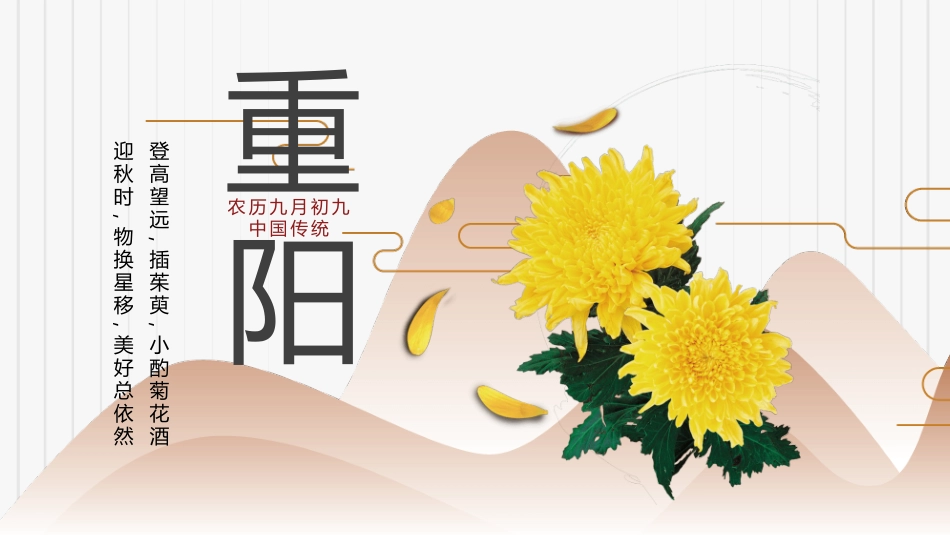 菊花重阳节介绍模板.pptx_第1页