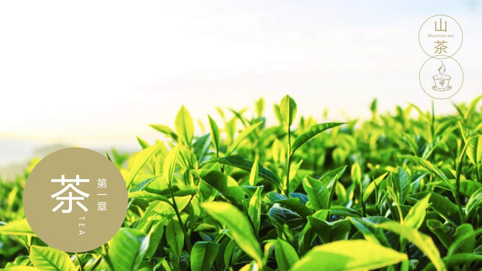古典紫砂茶壶背景的“茶语”茶文化主题通用模板.pptx_第3页