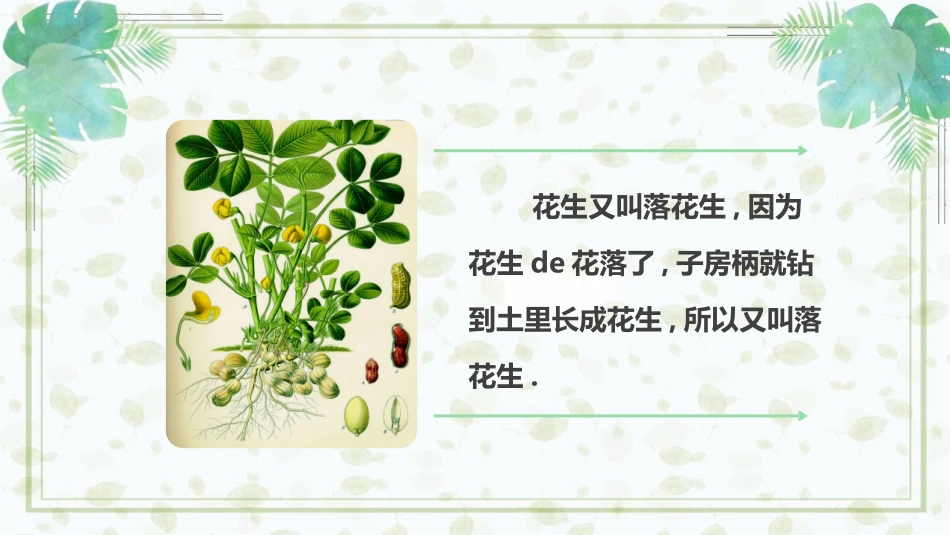《落花生》教学课件.pptx_第2页