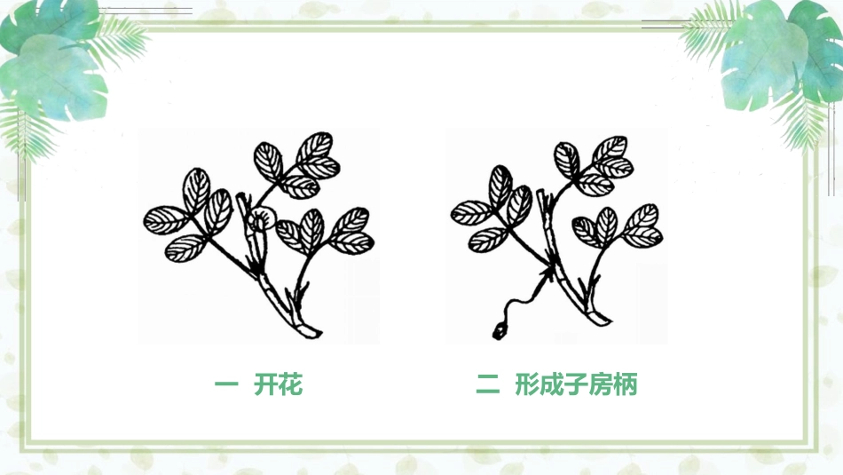 《落花生》教学课件.pptx_第3页
