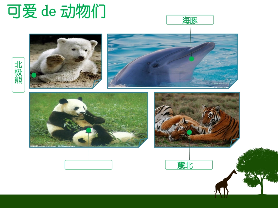动物日保护野生濒危动物49.pptx_第2页
