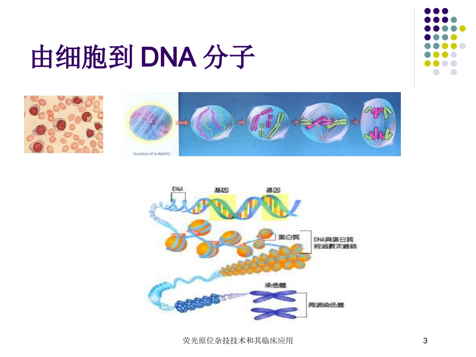 荧光原位杂技技术和其临床应用培训课件.pptx_第3页