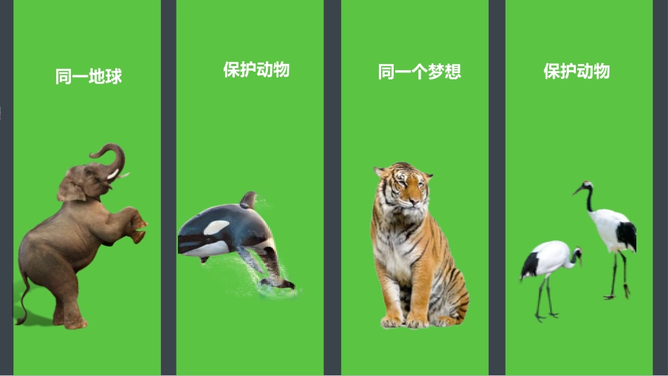 保护野生动物保护动物4.pptx_第2页