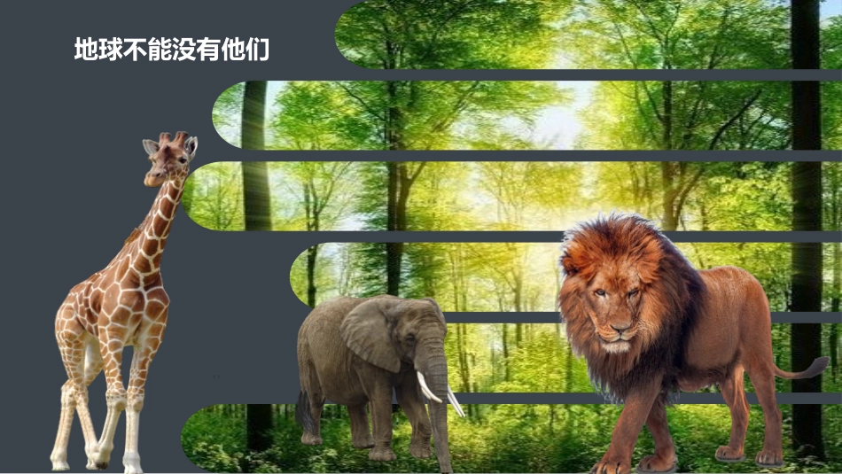 保护野生动物保护动物4.pptx_第3页