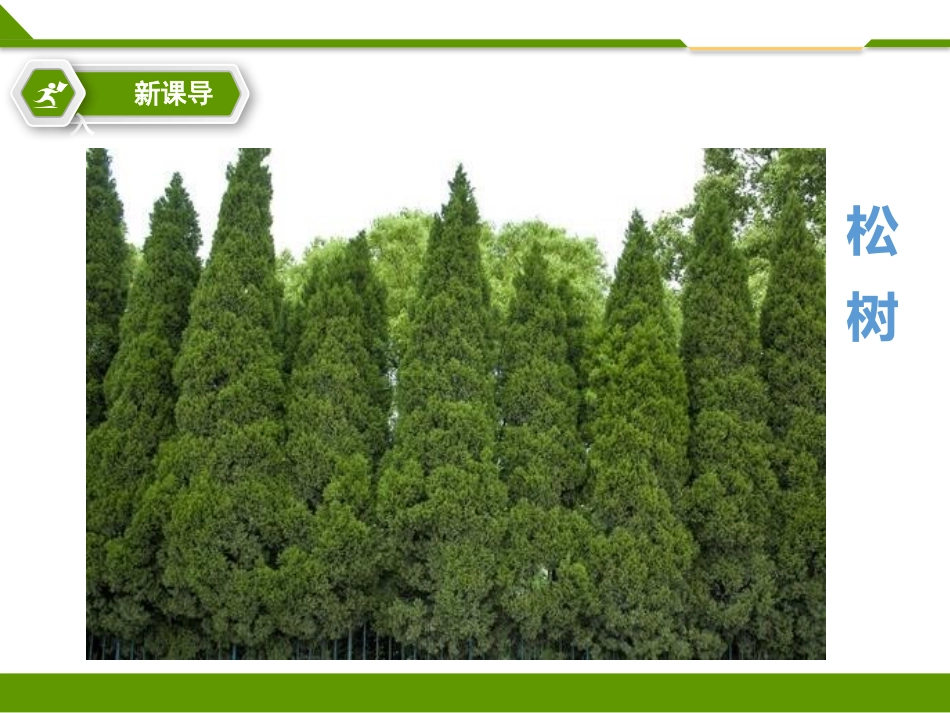 科版一年级科学上册《我们知道的植物》课件10.pptx_第3页