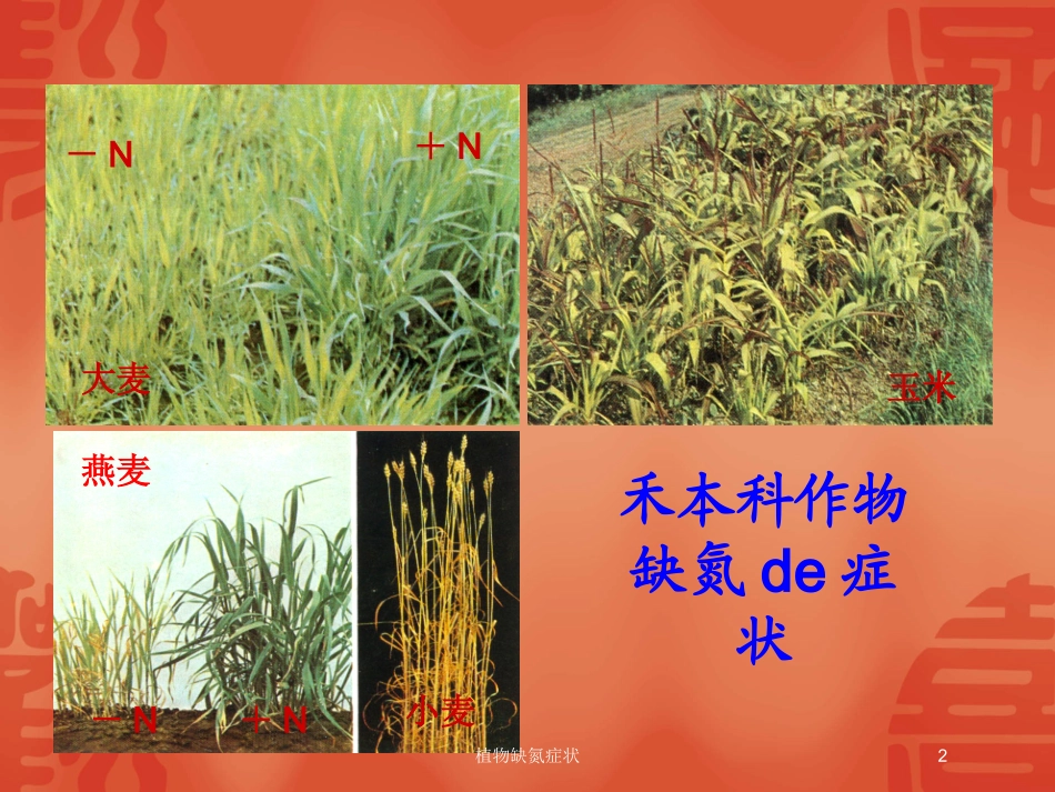 植物缺氮症状培训课件.pptx_第2页