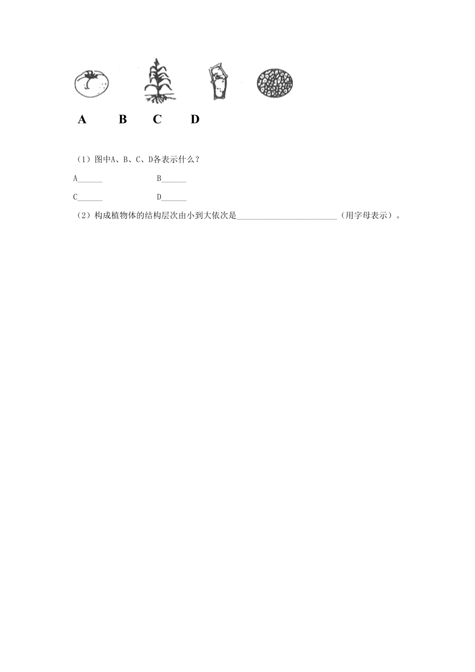 植物体的结构层次课时练试卷4含答案.pdf_第3页