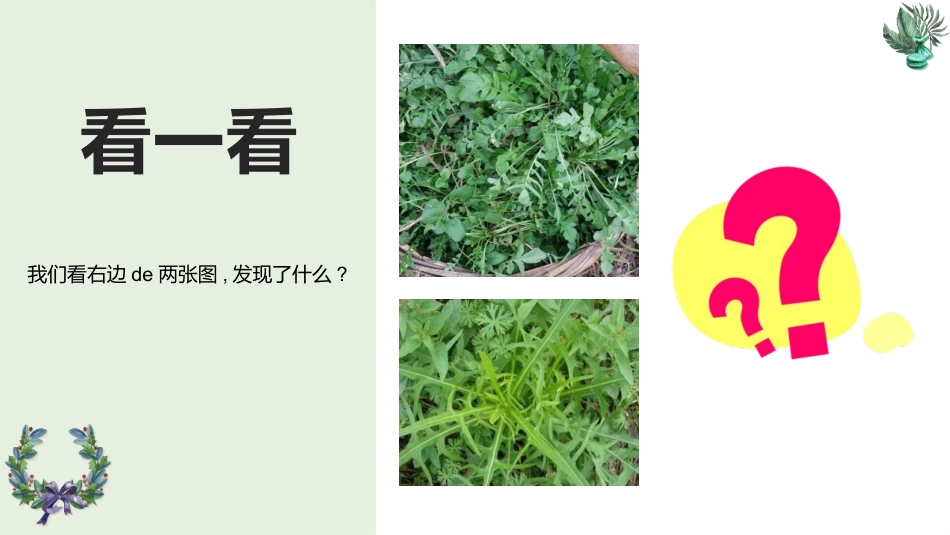 科版一年级科学上册《观察叶》优秀课件8.pptx_第2页