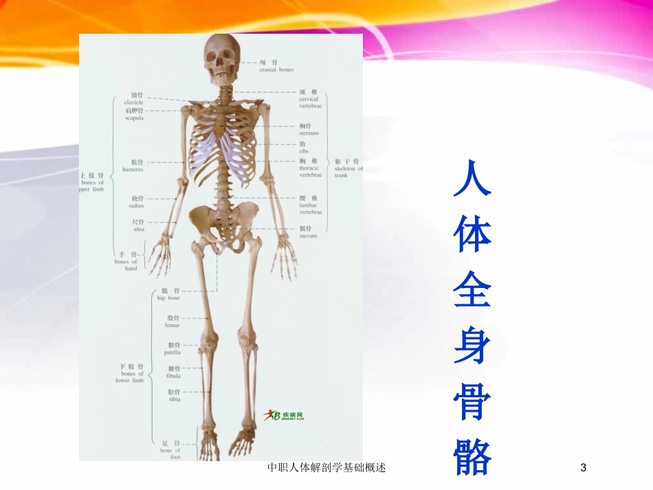 中职人体解剖学基础概述培训课件.pptx_第3页