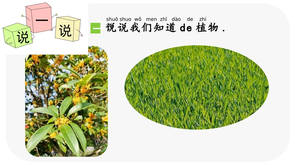 科版一年级科学上册《我们知道的植物》课件1.pptx_第3页