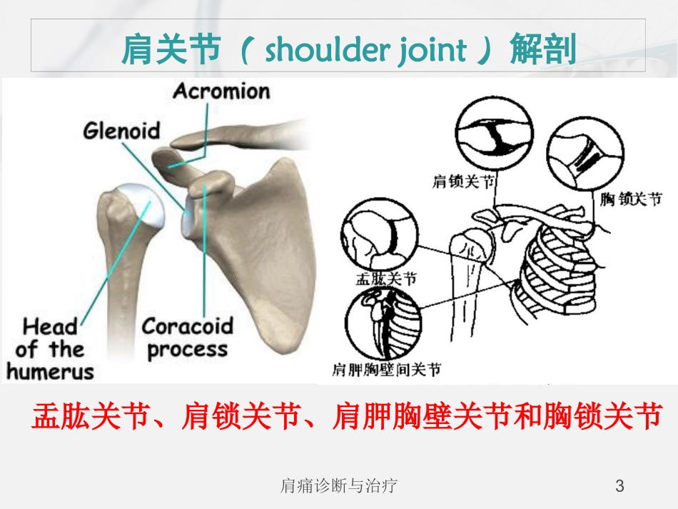 肩痛诊断与治疗培训课件.pptx_第3页