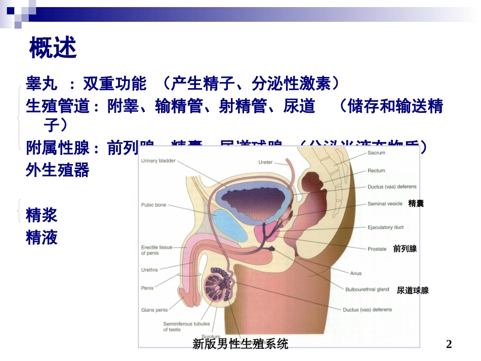 新版男性生殖系统培训课件.pptx_第2页