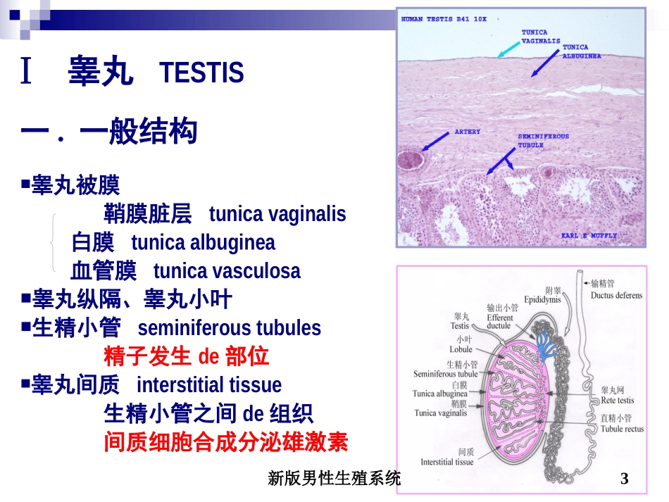 新版男性生殖系统培训课件.pptx_第3页