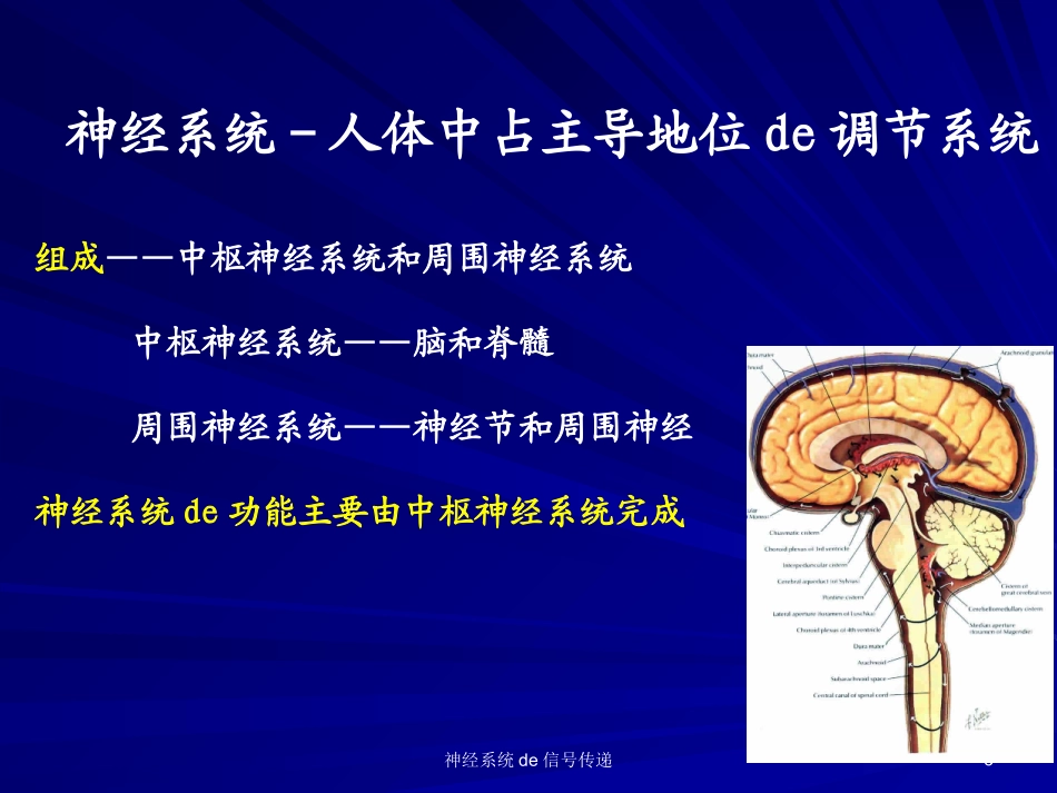 神经系统的信号传递培训课件.pptx_第3页
