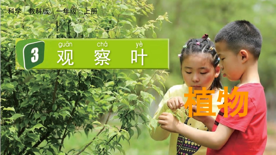 科版一年级科学上册《观察叶》优秀课件1.pptx_第1页