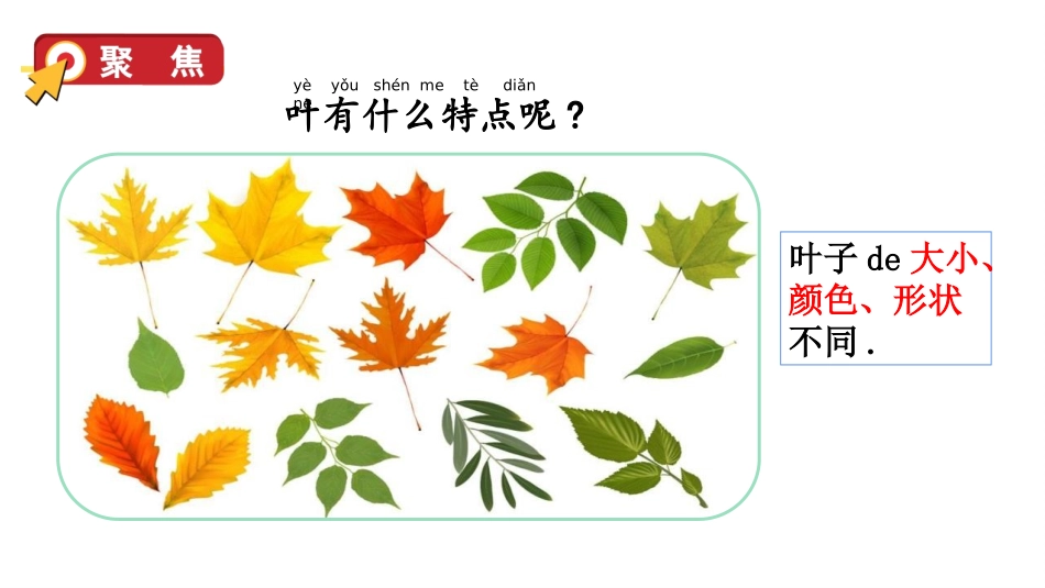 科版一年级科学上册《观察叶》优秀课件1.pptx_第3页